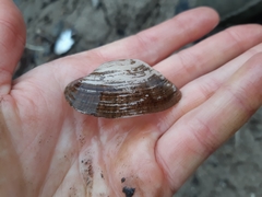 Alasmidonta marginata