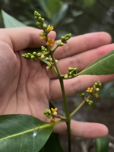 Avicennia alba, photograph 5