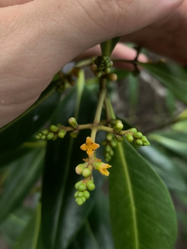 Avicennia alba, photograph 6