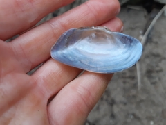 Alasmidonta marginata