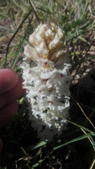 Orobanche crenata