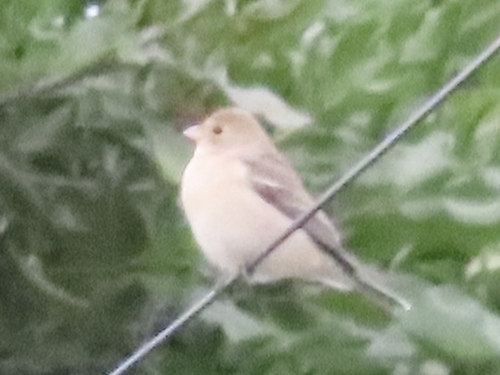 Passerina amoena observed 2026-04-21
