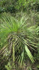 Butia archeri