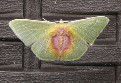 Nemoria astraea