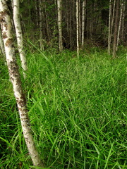 Glyceria arundinacea