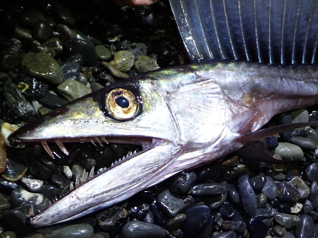 Day sarpon (Alepisaurus ferox) — Alepisauridae