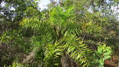 Syagrus flexuosa