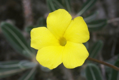Pachypodium stenanthum