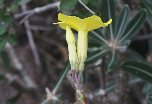 Pachypodium stenanthum