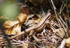 Liolaemus septentrionalis