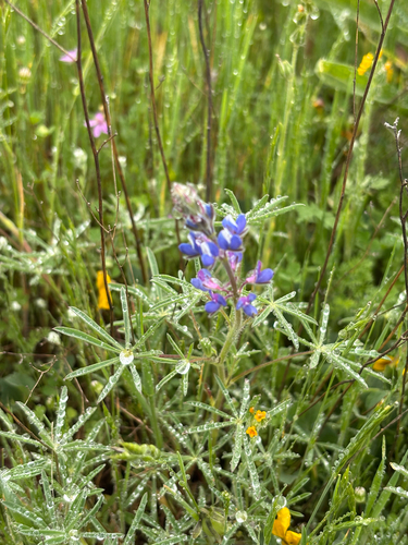 iNaturalist observation photo of Miniature Lupine