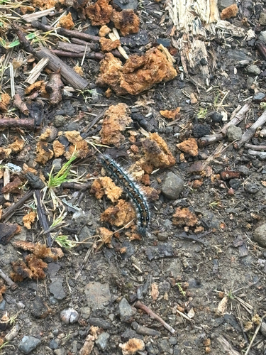 iNaturalist observation photo of Pacific Tent Caterpillar