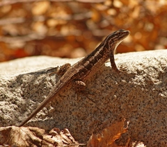 Liolaemus schroederi