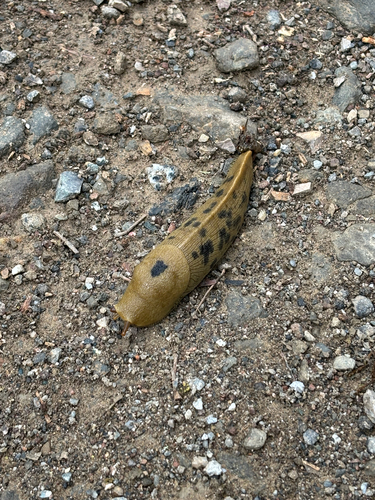 iNaturalist observation photo of Button's Banana Slug