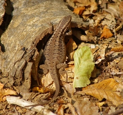 Liolaemus septentrionalis