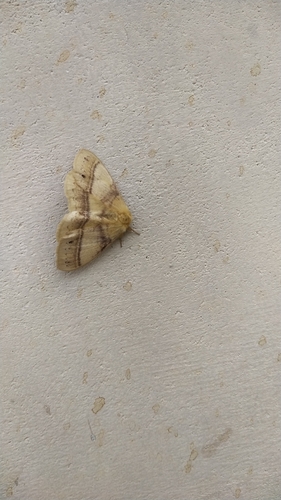 Eupterote undata