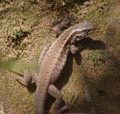 Liolaemus septentrionalis