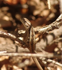 Liolaemus schroederi