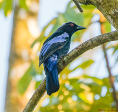 Philippine Fairy-Bluebird photo 4