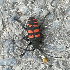 Ceroplesis capensis