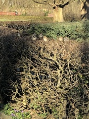 Passer domesticus