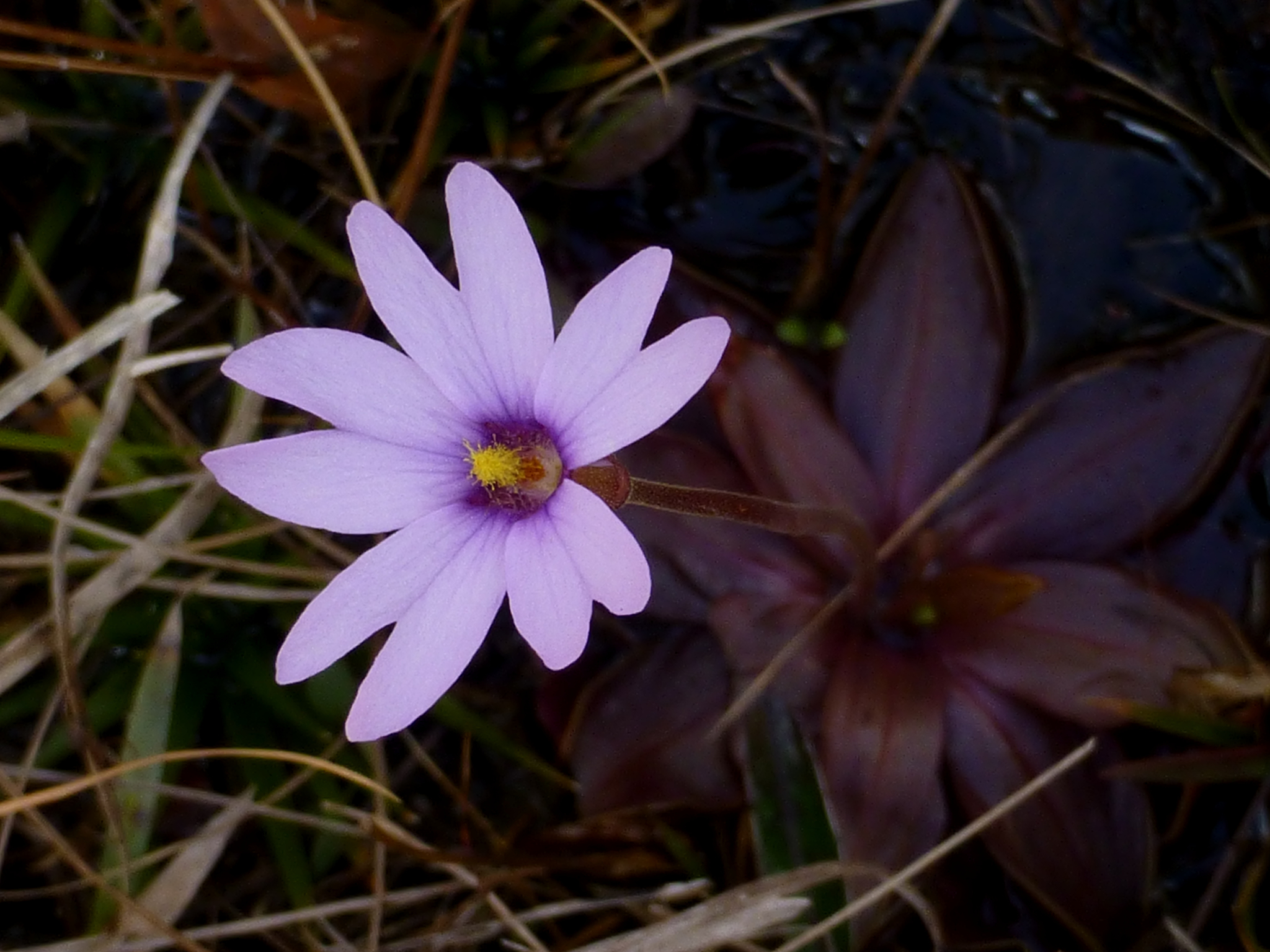 Pinguicula planifolia