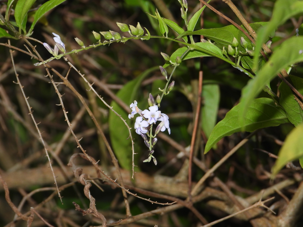 Duranta stenostachya (Duranta stenostachya)