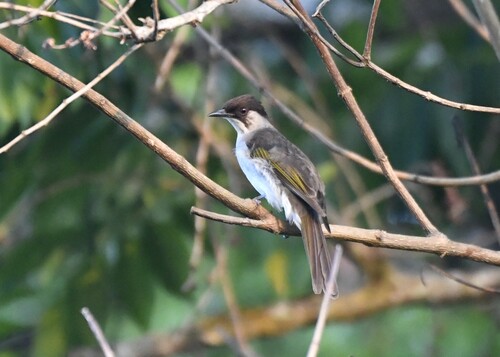 Ashy Bulbul (Hemixos flavala), photo 3
