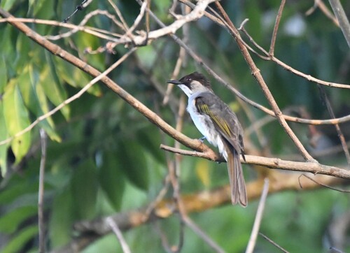 Ashy Bulbul (Hemixos flavala), photo 4