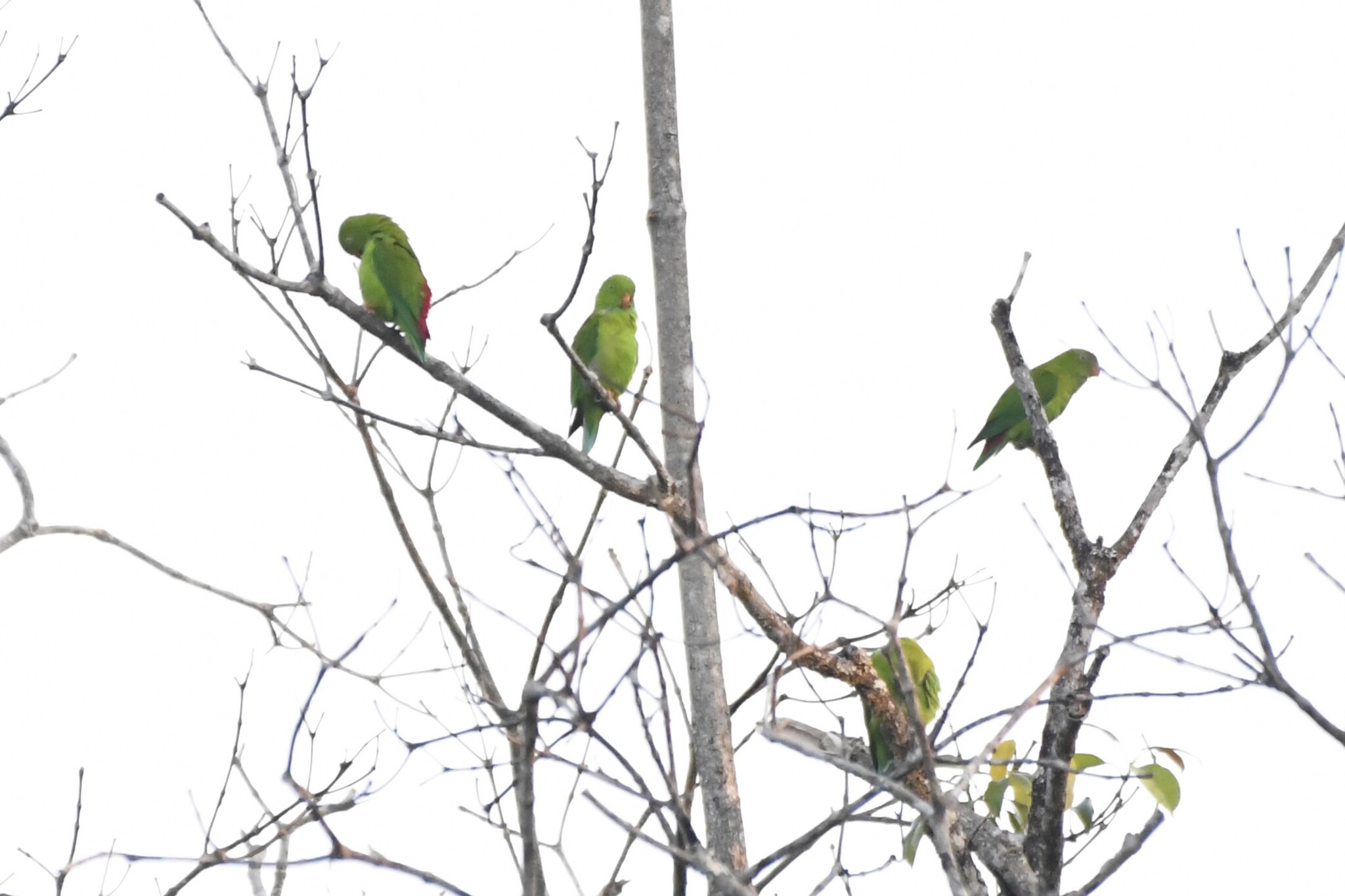 Vernal Hanging Parrot (Loriculus vernalis), photo 2