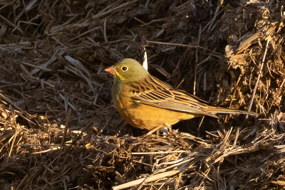 Ortolan Bunting (Emberiza hortulana), photo 3