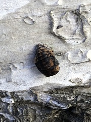 Coccinellidae