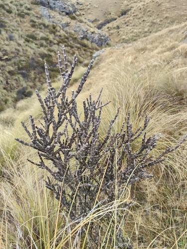 Carmichaelia crassicaulis, photograph 6