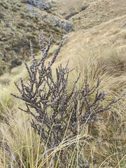 Carmichaelia crassicaulis, photograph (c) John Barkla, some rights reserved (CC BY)