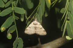 Metalectra cinctus