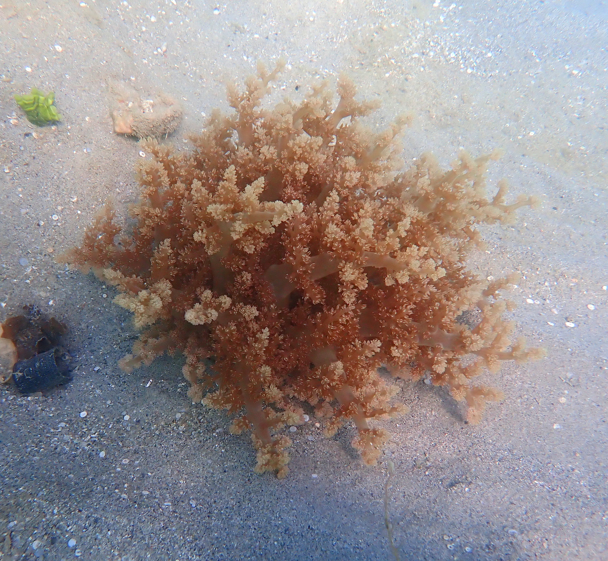 Actinodendron arboreum (Quoy & Gaimard, 1833)