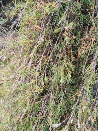 Dracophyllum uniflorum observed 2026-04-22