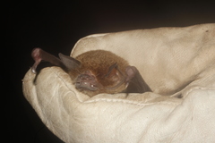 Pteronotus parnellii mexicanus