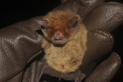 Pteronotus parnellii mexicanus