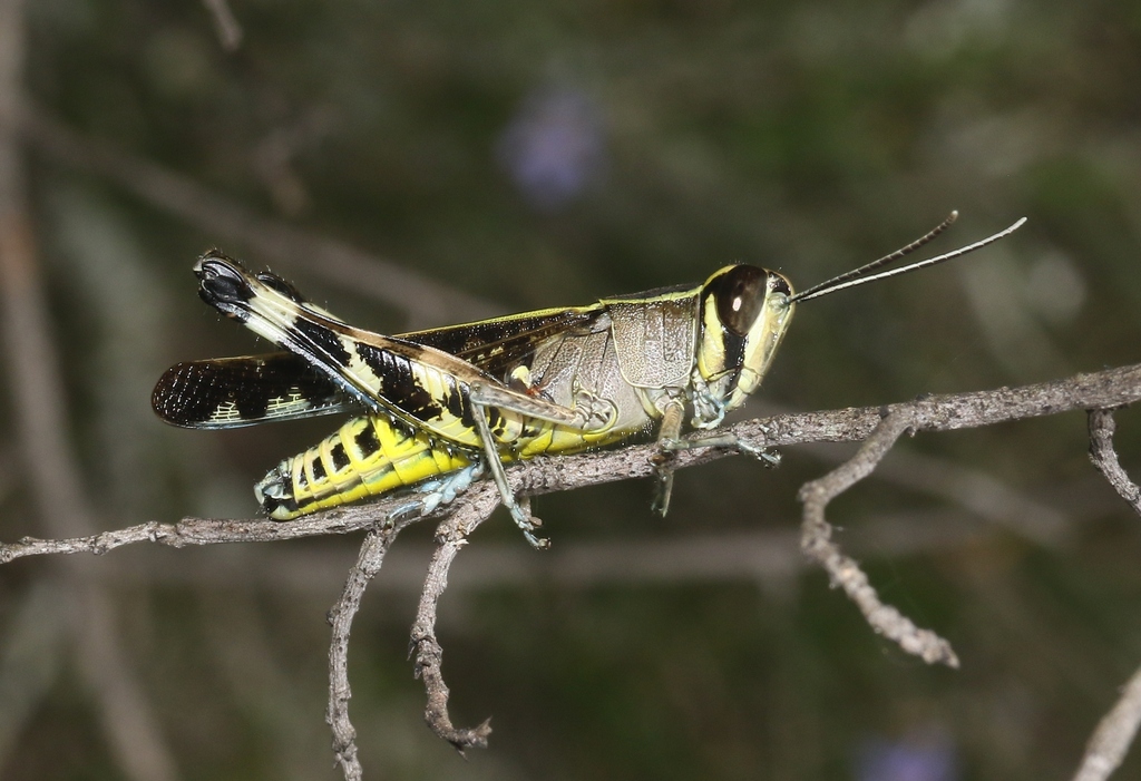 Heteracris zolotarevskyi