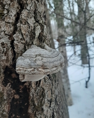 Fomes fomentarius image