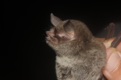 Pteronotus mesoamericanus