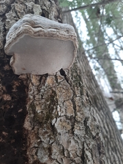 Fomes fomentarius image