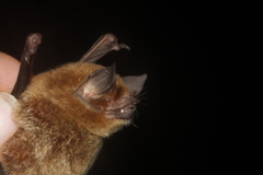 Pteronotus mesoamericanus