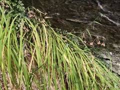 Arthropodium candidum