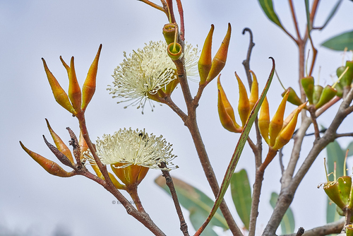 Eucalyptus xanthonema Turcz. 2