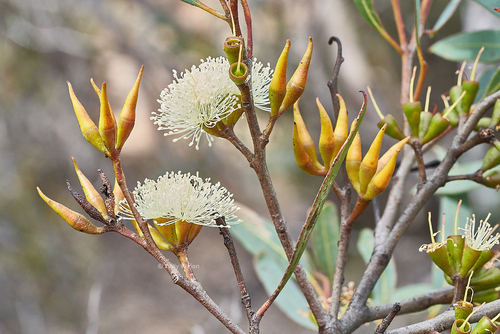 Eucalyptus xanthonema Turcz.