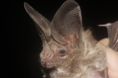 Macrotus waterhousii