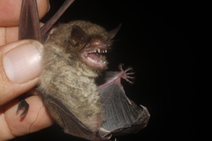 Myotis velifer