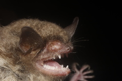 Myotis velifer